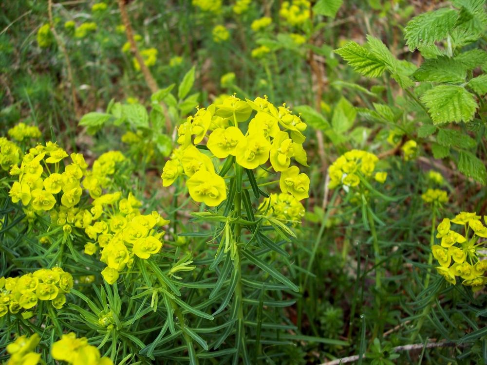 Euphorbia